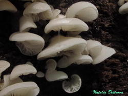 Pleurocybella_porrigens_NND_20200604-4.thumb.jpg.61b5b53b07b1b15d88e80672f2b5b3c2.jpg