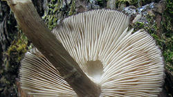 Pluteus_atromarginatus_3_AWP_20200614.thumb.JPG.2fd74e6f0dca1b752ef452f1cb2db697.JPG