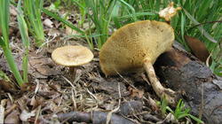 Polyporus_arcularius_AWP_20200607.thumb.JPG.f39d7f8a9f34bfd57e367d314e2d7ac3.JPG