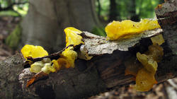 Tremella_mesenterica_AWP_20200620.thumb.JPG.c021164094a8c23d83a44de17a222f29.JPG