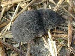 275px-Southern_short-tailed_shrew.thumb.jpg.d91da057ecf4a0ab8629bd2bbed9a11c.jpg