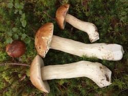362034691_IMG_20200727_064744(2).thumb.jpg.d552d7913ea47f75bdb00719da68d2bc.jpg