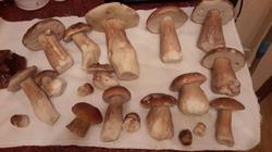 6.thumb.jpg.afce8725c41dd1013379a68f62125d38.jpg