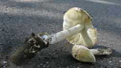 Amanita_strobiliformis_5_AWP_20200701.thumb.JPG.69cdf494803884c112cedc2cd012cfb5.JPG