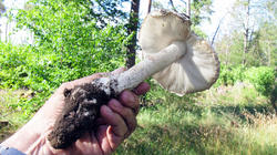 Amanita_strobiliformis_7_AWP_20200701.thumb.JPG.e4456fc83ebfbe940edd294b682bfb48.JPG