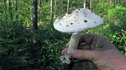 Amanita_strobiliformis_8_AWP_20200701.thumb.JPG.dcca59cf2666a8c9d662b84350e0ae31.JPG