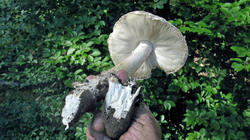 Amanita_strobiliformis_9_AWP_20200701.thumb.JPG.3c6b3e54fe7ce552d48adf84ca05f851.JPG