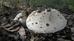 Amanita_strobiliformis_AWP_20200701.thumb.JPG.42a74559599b44ccef6b473fdc055607.JPG