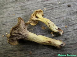 Cantharellus_melanoxeros_NND_20190728-6.thumb.JPG.3940adaf754763932a559f5b764bd81f.JPG