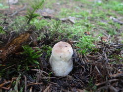 DSC00018.thumb.JPG.95bad0c3364d7bfc9a3e78c1c53fd350.JPG