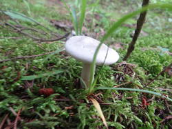 DSC00019.thumb.JPG.131a357ceca20742ce0f6149184ef888.JPG
