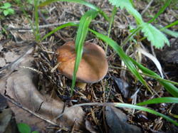 DSC00021.thumb.JPG.338d6b893728ab39d715ab635c6d0353.JPG