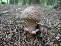 DSC00030.thumb.JPG.0ecdc88be09cfda2a65b077b0f726d33.JPG