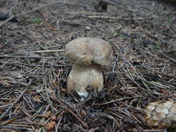 DSC00038.thumb.JPG.5be836e8048a3d55bbd1d91254928b14.JPG