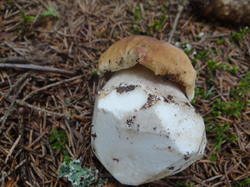 DSC00051.thumb.JPG.a259610bbe73e62a3c9da8539f53016e.JPG