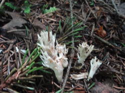 DSC00083.thumb.JPG.6afbd2e611833f8eb6556469cf11780d.JPG