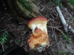 DSC00089.thumb.JPG.b3105b4ef7d21ab015e9e06305351b97.JPG