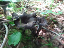 DSC00128.thumb.JPG.736eb95ce5e14cfad1c9366befcbb4fb.JPG