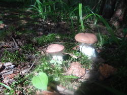 DSC00137.thumb.JPG.f04047a24cb9a9a246079b0c90813161.JPG