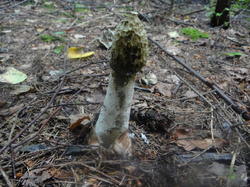 DSC00151.thumb.JPG.9d5fd920a3694553ea69b4c34415855b.JPG