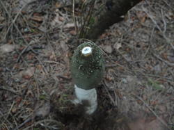 DSC00157.thumb.JPG.10f50562d83bad7674c0b21cea751cdc.JPG