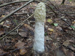 DSC00162.thumb.JPG.c8dac7df1ed8b4710d453b004e46b139.JPG
