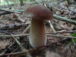 DSC00172.thumb.JPG.def1e371f306f59a3e99393a8682cf92.JPG