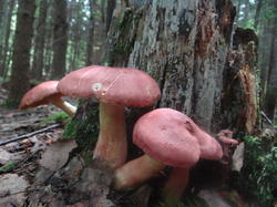 DSC00184.thumb.JPG.a39346cd63c8d2b10c11b34c3b635f26.JPG