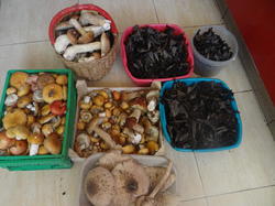 DSC00208.thumb.JPG.1d6cbb3bd02c30b81fc579005823613b.JPG