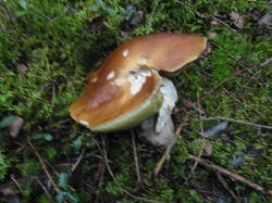 DSC02611.thumb.JPG.2f8582289cc27c909f4ded178a10270f.JPG