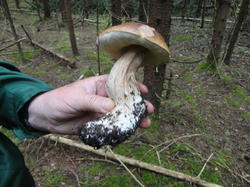 DSC02632.thumb.JPG.ce7758cf5317b9fca249aaf1bb59f0e0.JPG