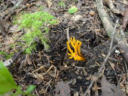 DSC02634.thumb.JPG.6f945e2f3323dc28ca60fcae905c7e97.JPG
