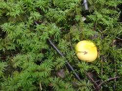 DSC02636.thumb.JPG.debffa7ea1f59d3d1cf459299bcac77f.JPG