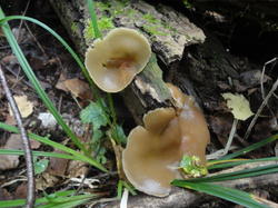 DSC02642.thumb.JPG.1ce7eee11c68a84c550cabbe2e59dffb.JPG