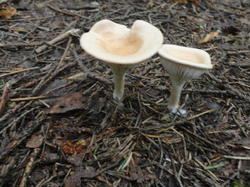 DSC02665.thumb.JPG.3f21179c4355ded7796b8915c86bcfb0.JPG