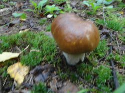 DSC02668.thumb.JPG.456562822b6b5431b3cf59576870fed8.JPG