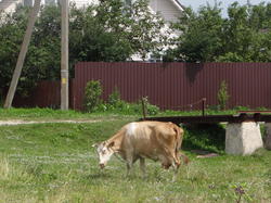DSC06964.thumb.JPG.3c11b385b8ceaf86e586f575cfbb3003.JPG