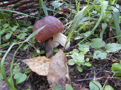 DSCN2551.thumb.JPG.ade0208babfe703d2efa7f40409d2b3c.JPG