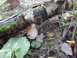 DSCN2555.thumb.JPG.125f9a9ad97dd9935ba7ed100c4c3e2a.JPG