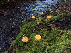 DSCN2564.thumb.JPG.f09e5bdb8d42edca519095d4c3c8bb2f.JPG