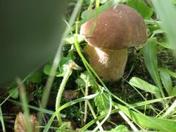 IMG-20200717-WA0041.thumb.jpg.480f0ff1f5af84a0b6fa2852f5609d63.jpg