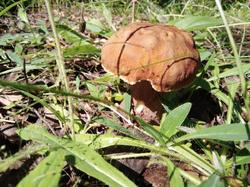 IMG_20200701_101543.thumb.jpg.ecbe34c90cf5d8744801e4fbf6e07595.jpg