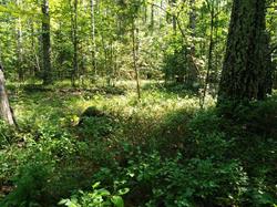 IMG_20200701_103120.thumb.jpg.c246f4b4e8e6086984722e1a8d7adf4b.jpg