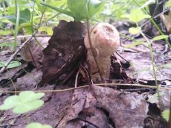IMG_20200705_123616.thumb.jpg.7f202370c7c2ed52fc8539bcee5e862e.jpg