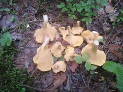 IMG_20200705_125827.thumb.jpg.d32fae99cd660d9ac581d6b39fff8cbf.jpg