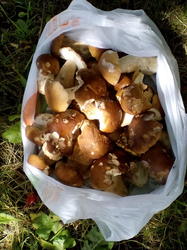 IMG_20200717_125805.jpg