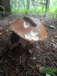 IMG_20200721_145614.thumb.jpg.877bcc5493f3f383c8960e7578b2cce3.jpg