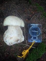 IMG_20200723_092140.thumb.jpg.9c43fcec82a0c447fd7ddd1ea681cb33.jpg