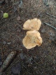 IMG_20200723_101941.thumb.jpg.2a6662a934ce2538a0c73a81cd9132be.jpg