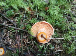 IMG_20200724_130321.thumb.jpg.ea17b2db239958aefc30ca8aefabb4d5.jpg